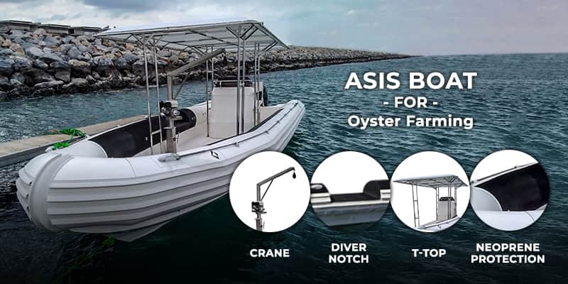 RIB For Oyster Farming in UAE